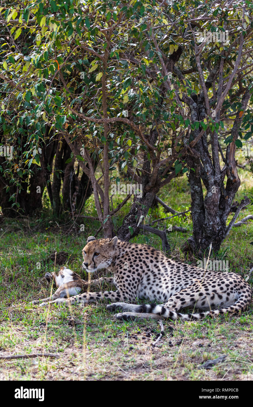 Il pranzo cheetah in densi canneti. Masai Mara, Kenya Foto Stock