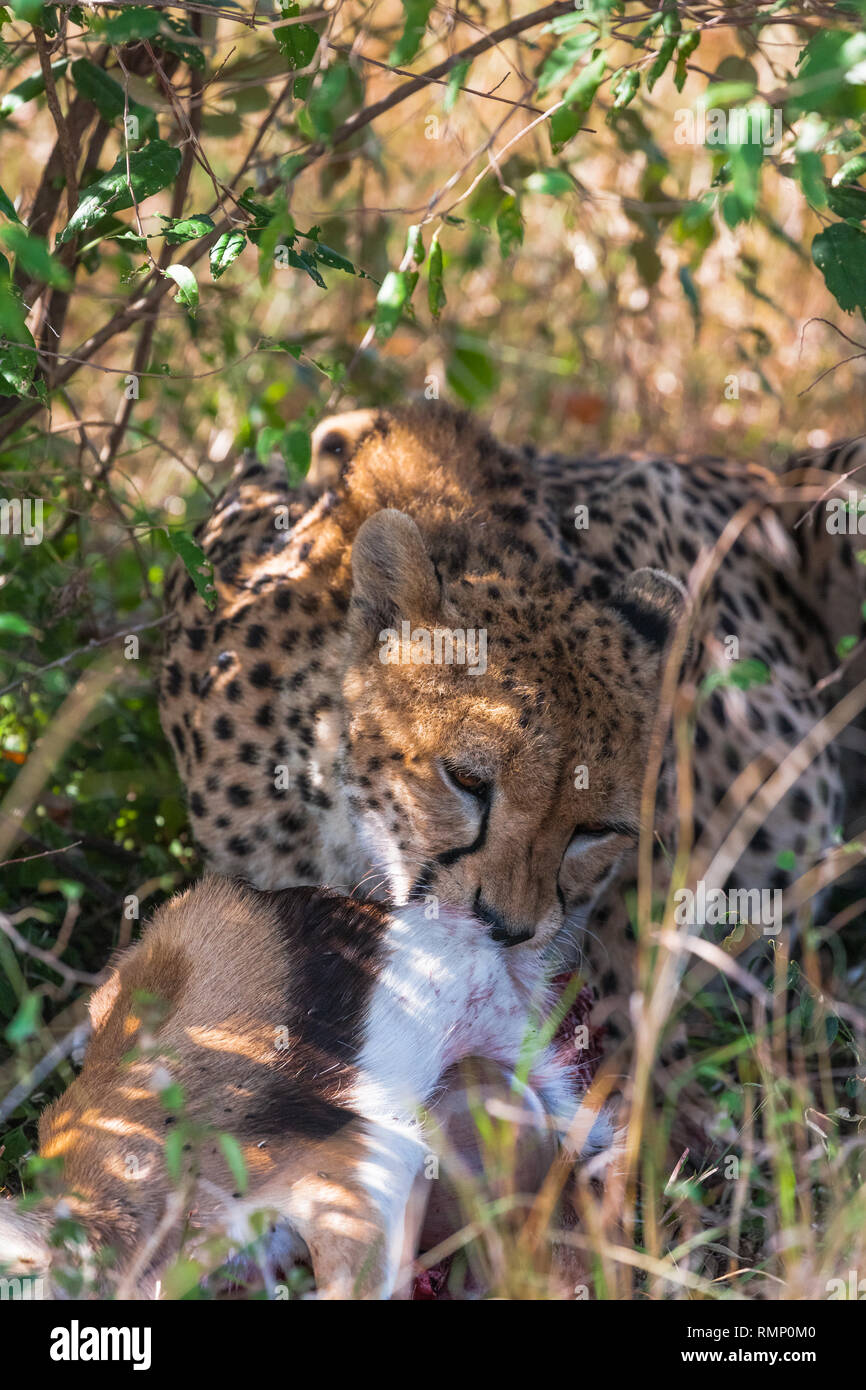 Ritratto di un ghepardo in corrispondenza di un pasto. Ghepardo nella foresta. Kenya, Africa Foto Stock