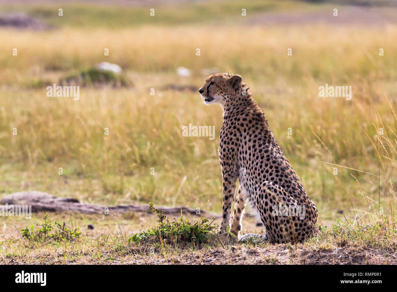 Il ghepardo orologi la savana. Masai Mara, Kenya Foto Stock