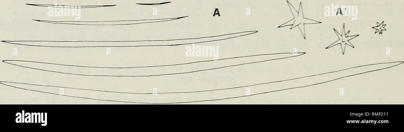 . Annali del Museo civico di Storia Naturale Giacomo Doria. Storia naturale. 476 G. PULITZER-FINALI spicole. 1) 1150-1600 Oxeas x 10-14 ;j.m, talvolta slightlv cemrotylote, non abbondanti. 2) Oxeas 100-320 x 2,5-5,5 ij-m, spesso con curvatura asimmetrica, ver}' abbondante. 3) Oxyasters ver' abbondante, variabile, con piccole centrum, con cinque a dieci raggi liscia o spined, 12-31 .mm di diametro. Un BC: 100mm A'B'C' : 20 um. B'. Si prega di notare che queste immagini vengono estratte dalla pagina sottoposta a scansione di immagini che possono essere state migliorate digitalmente per la leggibilità - Colorazione e aspetto di queste illustrazioni Foto Stock