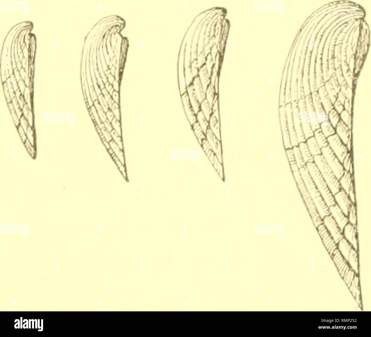 . Annali di Carnegie Museum. Carnegie Museum; Carnegie Museum di Storia Naturale; storia naturale. "RKopiDor.Ki'i'è la Fauna m' Canaxdaicta I.aki., X. '. lL'7 Nepionic Shell. - La la fase nepionic il guscio è trasversalmente ovale a siibcircular, con una cerniera di larghezza inferiore alla larghezza di seguito. Entrambe le valvole sono convesse e liscia. La linea di cerniera è leggermente arcuata. Nella prima parte di questa fase il guscio è nettamente più ampio di lunga^ ma poco prima del inizio del facile gestione di applicazioni multiple della lunghezza e larghezza sono circa uguali. Alcune delle dimensioni sono: .14 x .20 mm., .57- X 0,64 mm., .66 X .70 nnn Foto Stock