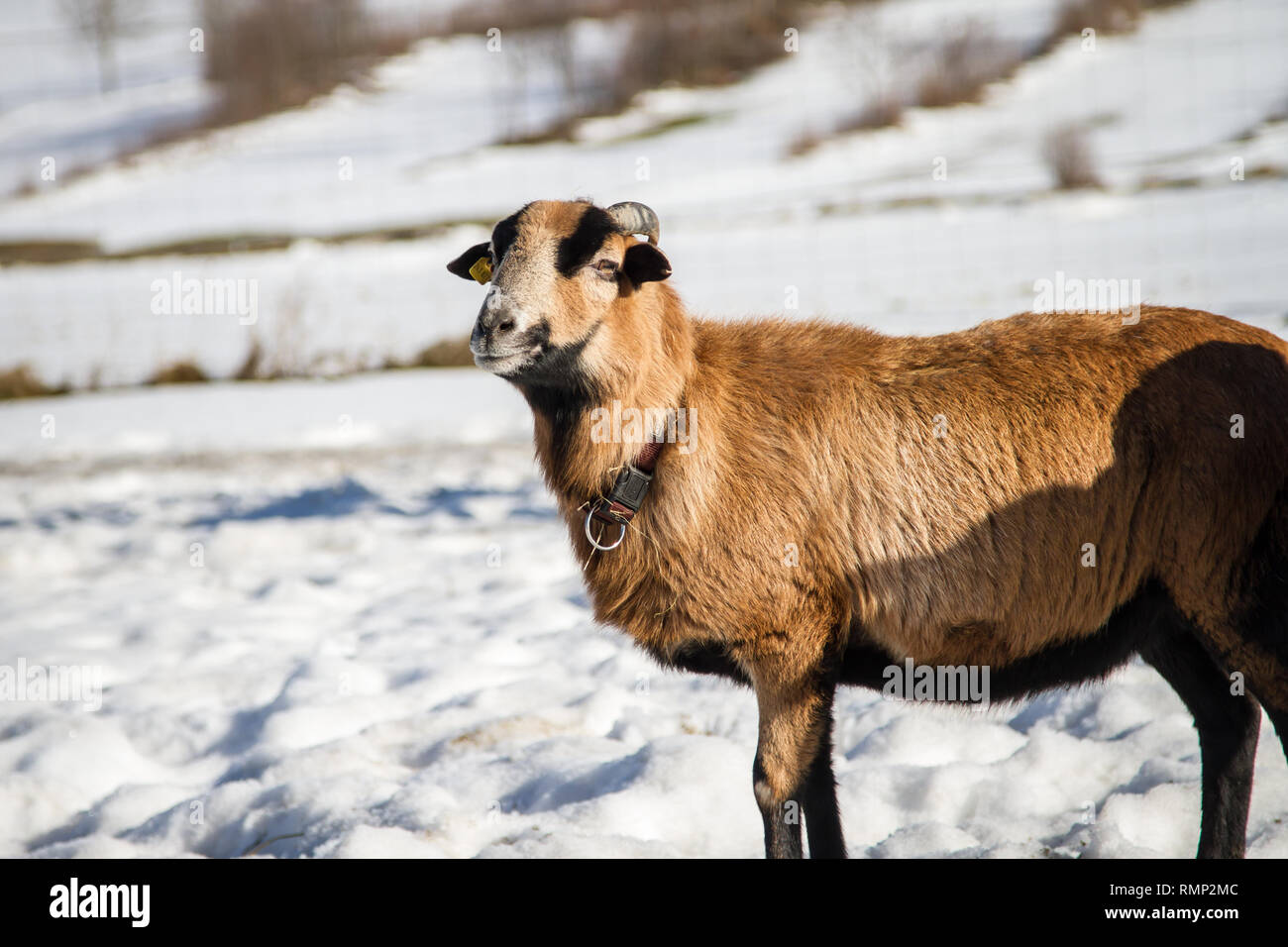 Camerun pecore (Ovis aries) su un intervallo libero farm in inverno Foto Stock
