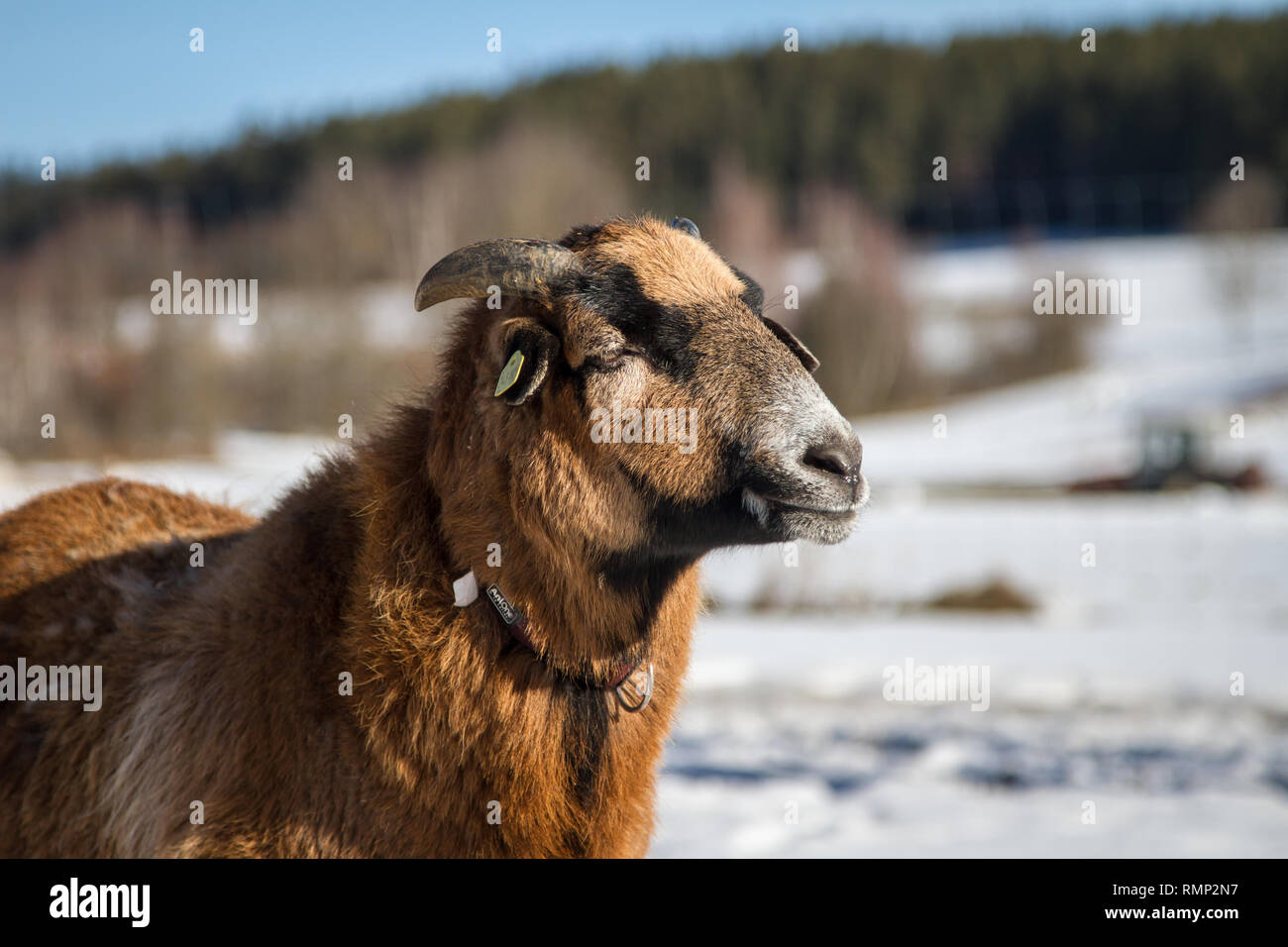 Camerun pecore (Ovis aries) su un intervallo libero farm in inverno Foto Stock