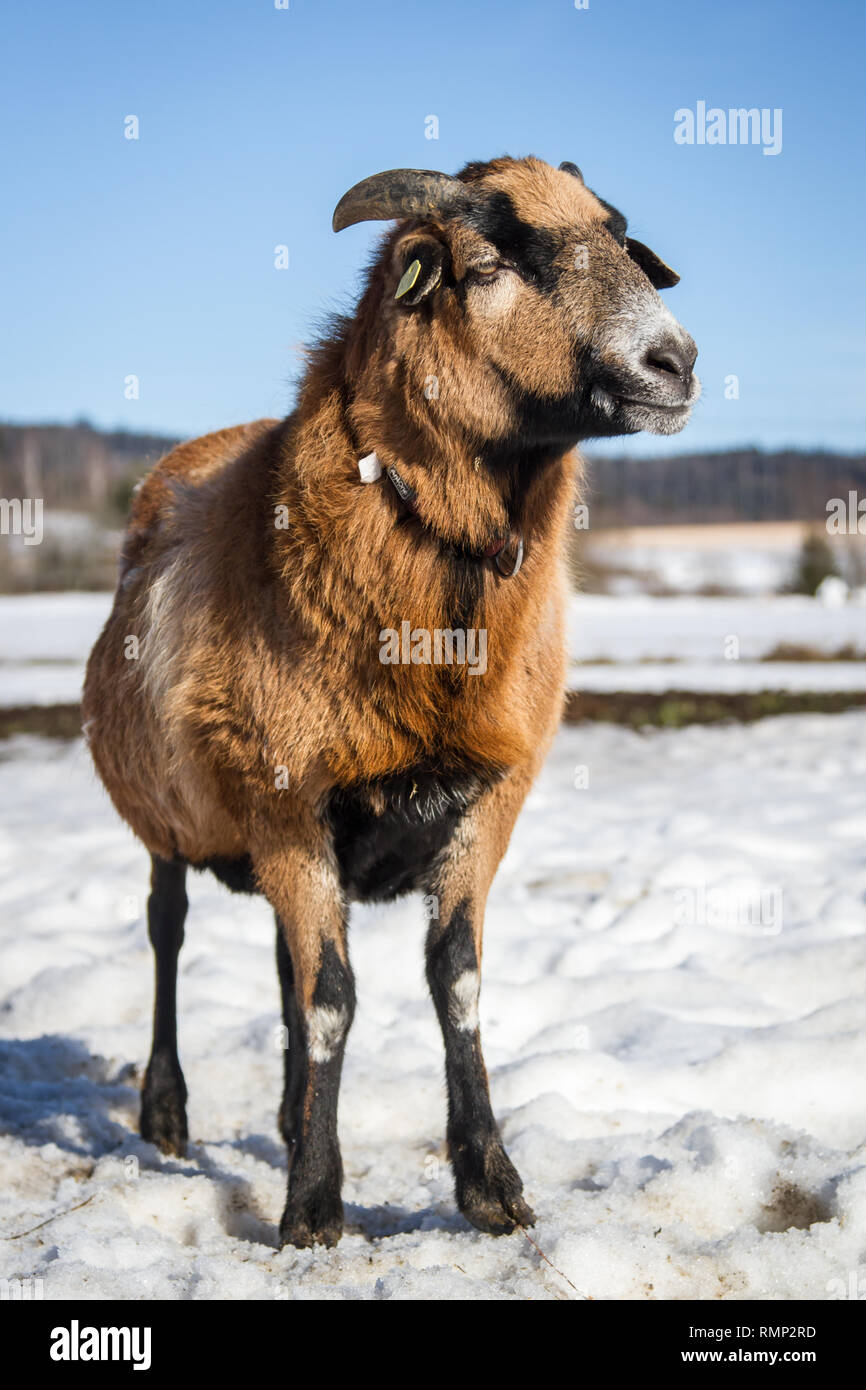 Camerun pecore (Ovis aries) su un intervallo libero farm in inverno Foto Stock