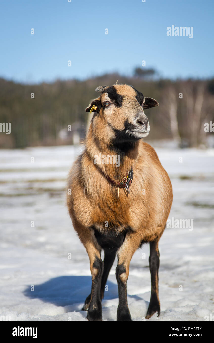 Camerun pecore (Ovis aries) su un intervallo libero farm in inverno Foto Stock