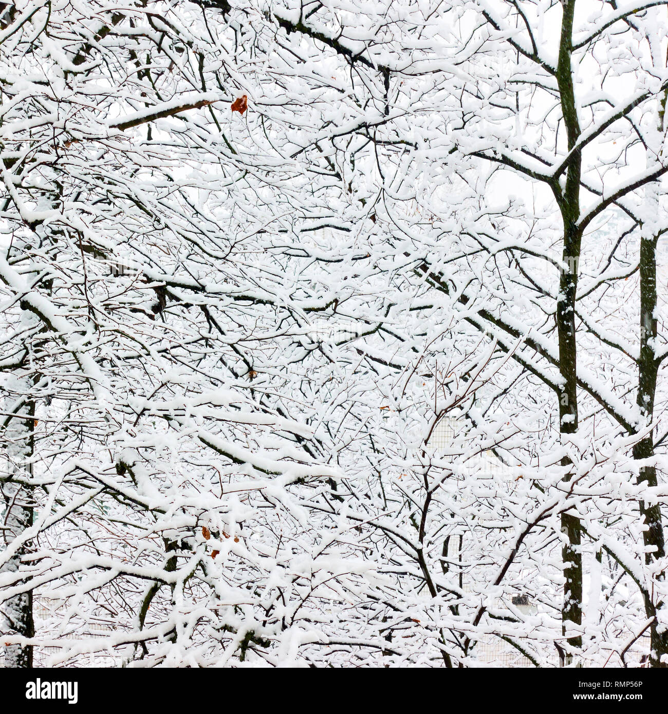 Inverno rami di alberi nella neve Foto Stock