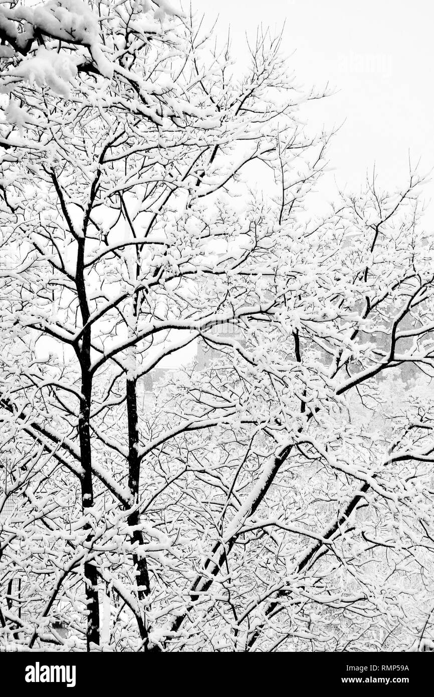 Inverno alberi dopo la nevicata. Immagine in bianco e nero Foto Stock