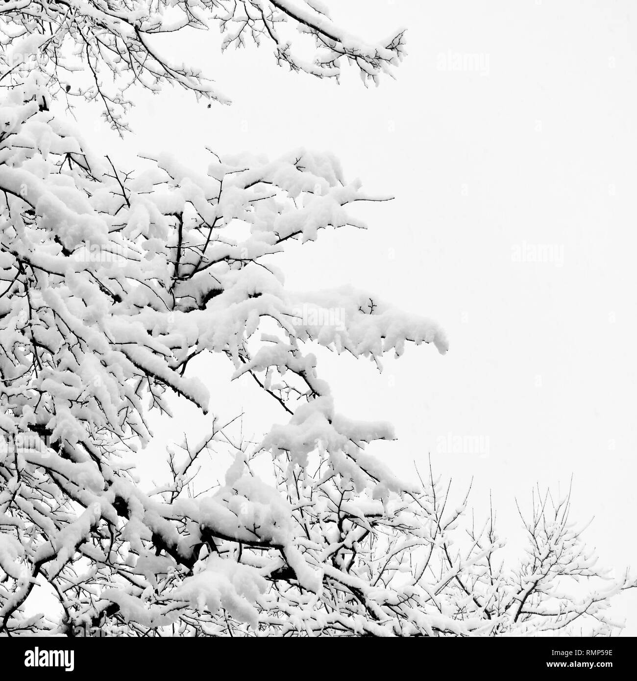 Inverno rami di alberi nella neve. Bianco e nero, spazio per il testo Foto Stock