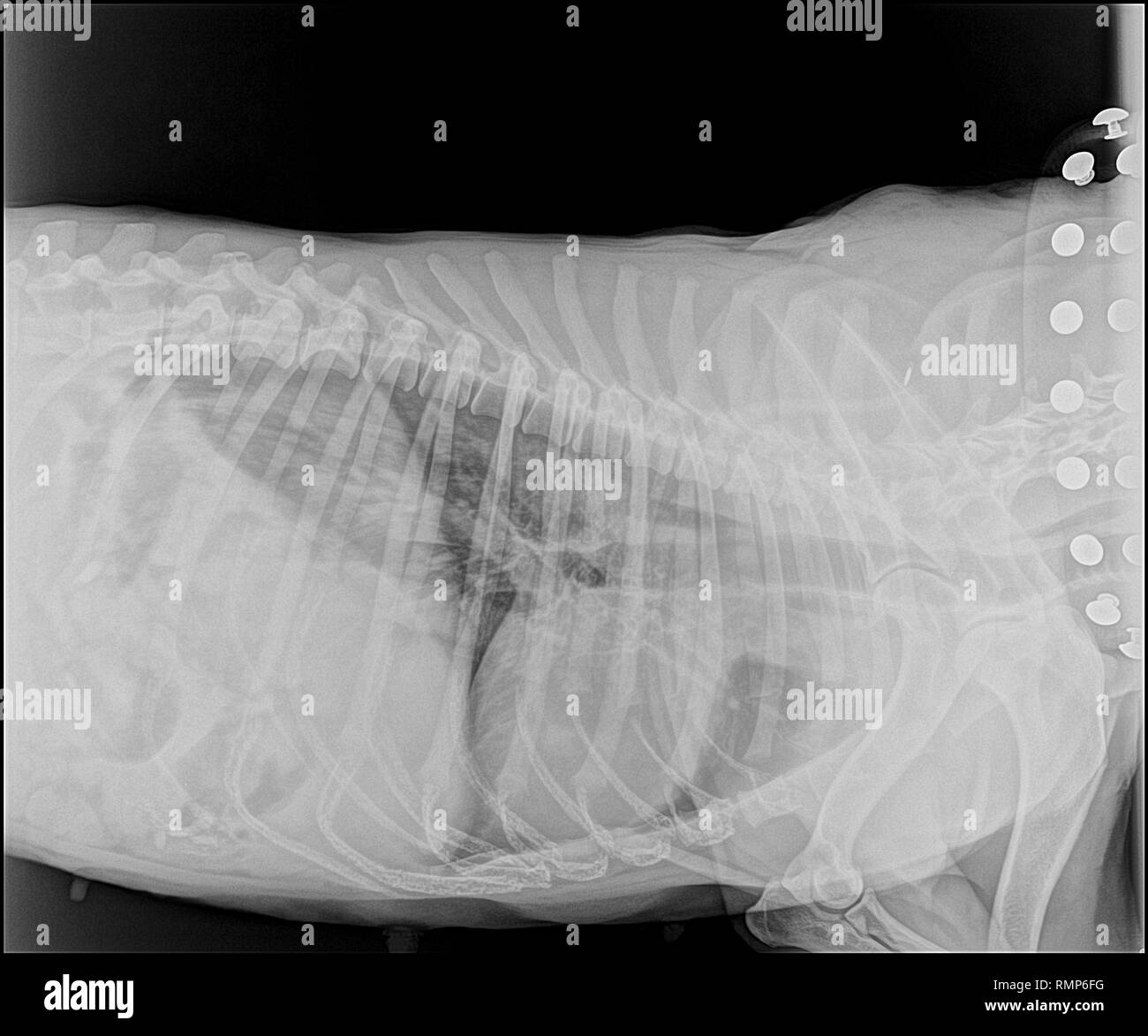 Immagine a raggi X di un cane con una polmonite Foto Stock