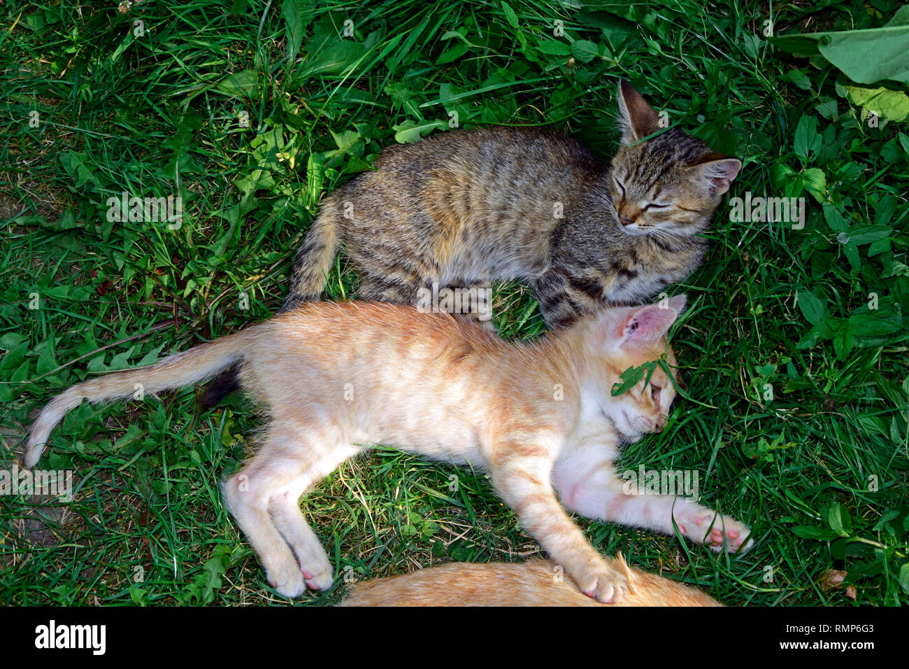 Un grigio e un ginger tabby kitten la posa di ogni accanto agli altri sul tappeto erboso verde Foto Stock