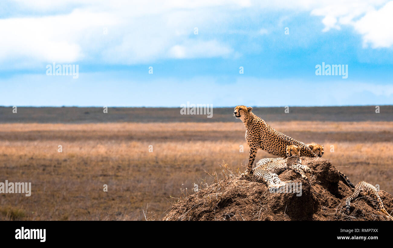 Gruppo di ghepardi nel Parco Nazionale del Serengeti. L'Africa. Tanzania. Foto Stock