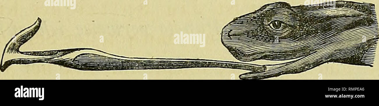 . Annali del Museo civico di storia naturale di Genova. Storia naturale. ANATOMIE DEH SALAMANDRINEN 195 Wirkung der Muskeln (gg') auf figura 134. und der (ee) auf figura 133. hinzuzieht, und endlich noeh an die doppelten Prellscheiben denkt, così kann man sich leicht vorstellen, in welch ergiebiger und kraftvoller Weise das Hinausgeschleu- dertwerden der Zunge erfolgen wird (*). C.. Ob die Tiefe der Lage den Kiemenfaden ùberziehenden Muskulatur die Wirkung eines riavvolgitori denselben fiir haben kann, muss ich fiir's Erste dahingestellt sein lassen, es sind aber, wie auf der mano liegt, viele Wahrsc Foto Stock