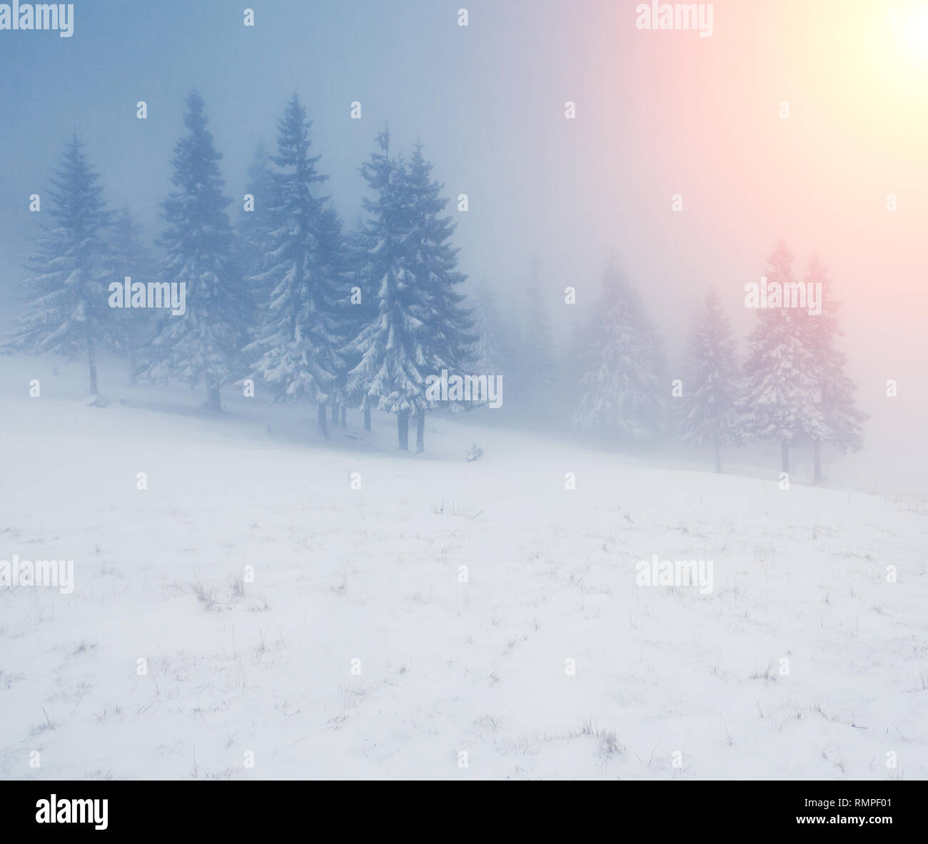 Incantevole paesaggio invernale con coperta di neve alberi Foto Stock