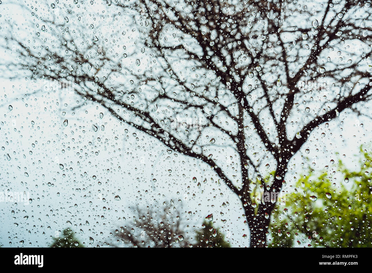Gocce di pioggia sulla finestra; albero sfocata in background Foto Stock