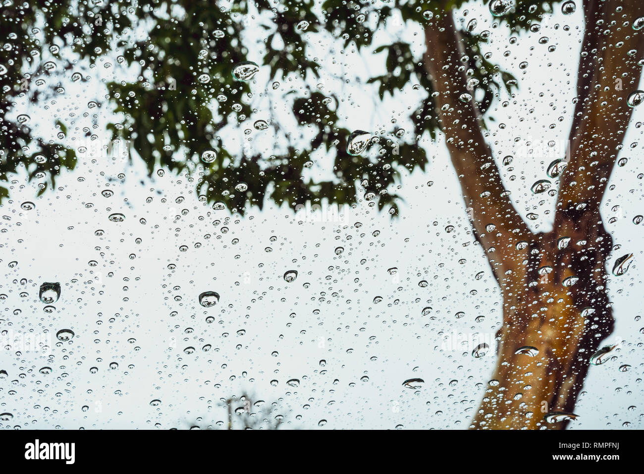 Gocce di pioggia sulla finestra; albero sfocata in background Foto Stock