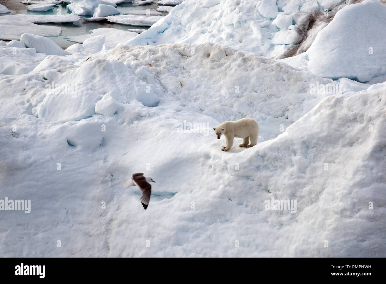 Archiviato - 14 agosto 2015, ---, -: un orso polare si erge su un iceberg nell'Oceano Artico. Foto: Ulf Mauder/dpa Foto Stock