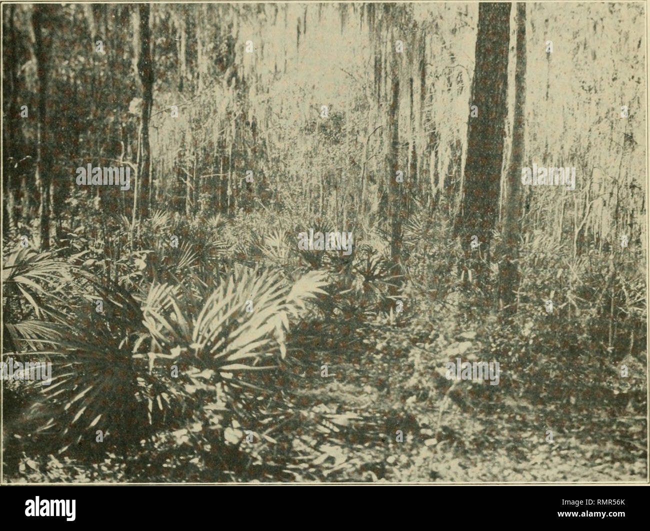 . Annali della Società Entomologica d'America. Entomologia. 1920] Più dozier: Insetti della Florida 329 vitigni. Rhus radicans poison ivy. Vitis rotundifolia Bullace o moscato. Gelsemium sempervirens jessamine giallo. Rubus trivialis bacca di rugiada. Bignonia crucigera Cross-vite. Smilax lanceolata Wild smilax. - "^."--'** "^^. Fig. 2. Amaca che è stata parzialmente tagliata e bruciato, mostrando il Saw palmetto dominante sul suolo della foresta. Arbusti ed erbe aromatiche. Osmanthus americana Wild Olive. Ilex vomitoria Yaupon. Serenoa serrulata Saw palmetto. Tillandsia usneoides vSpanish moss. Phoredendron flavesc Foto Stock