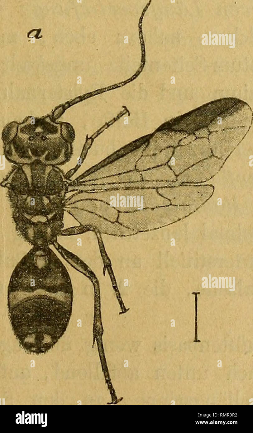 . Annali del Museo civico di storia naturale di Genova. Storia naturale. 2 TRIGOXALOTDEX!) von der Insel Ceylon Ijeschrieben, 1874 aber wegen der ein Jahr fmher (1807) emcliteten nordamerikanisclien specie T. pul- di chella crescione, in TJiwaiiesi, nacli ihrem Entdecker Sig. Thwaite;^, umbenannt. Indessen da Cressons Wespe n^^cli einem mir von ihr dem aiis U. S. Museo Nazionale di Washington iibersandten ho authentischen Mannchen von der indischen, durcli Westwood "^ 'T)egrùndeten' formano generiscb ver^chieden ist, muss ^r diese wied'er die urspriiuo-liche Pézeiclmung jpulchella eintreten, Nachdem Foto Stock