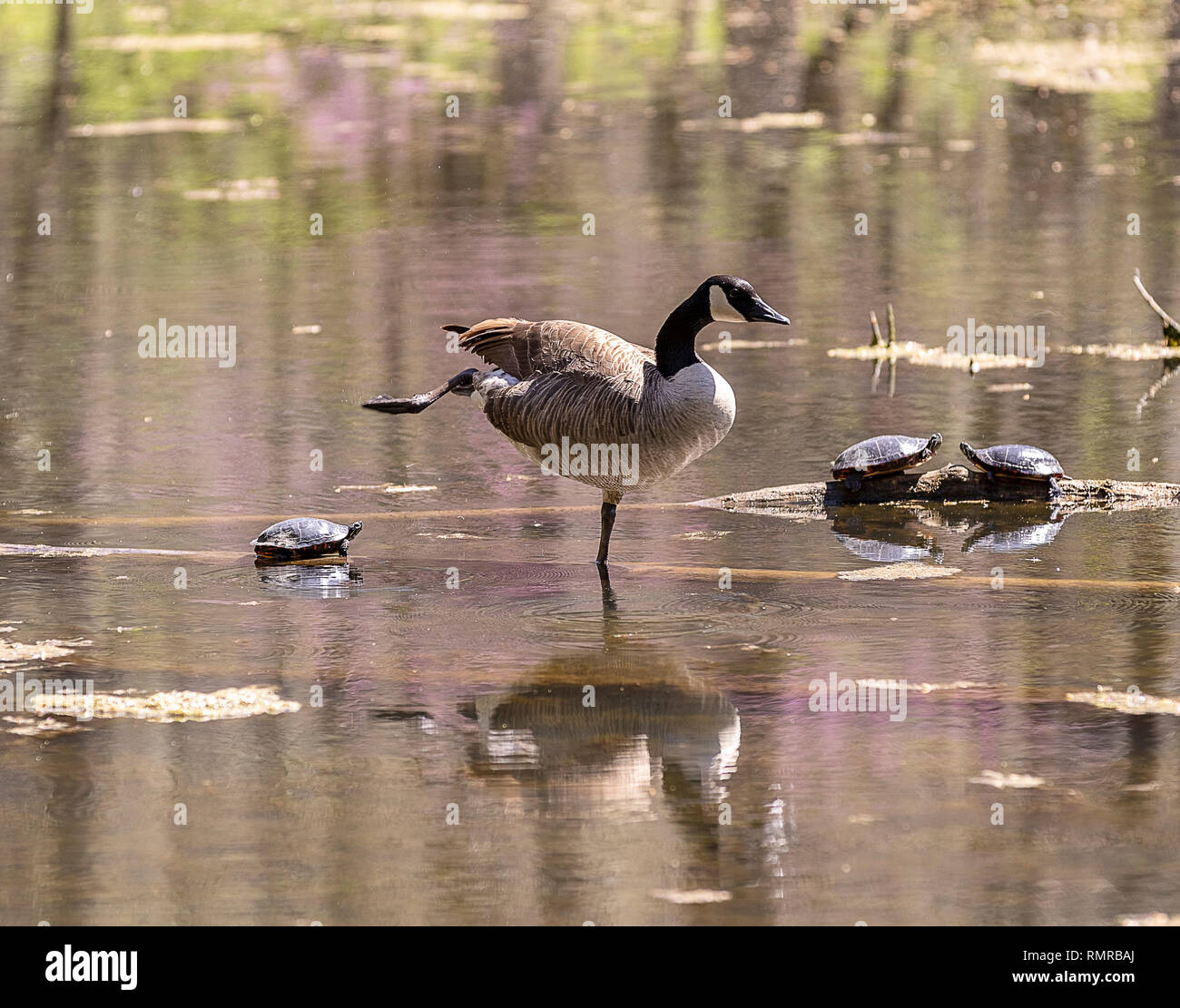 Un Canada Goose e tartarughe facendo yoga. Foto Stock