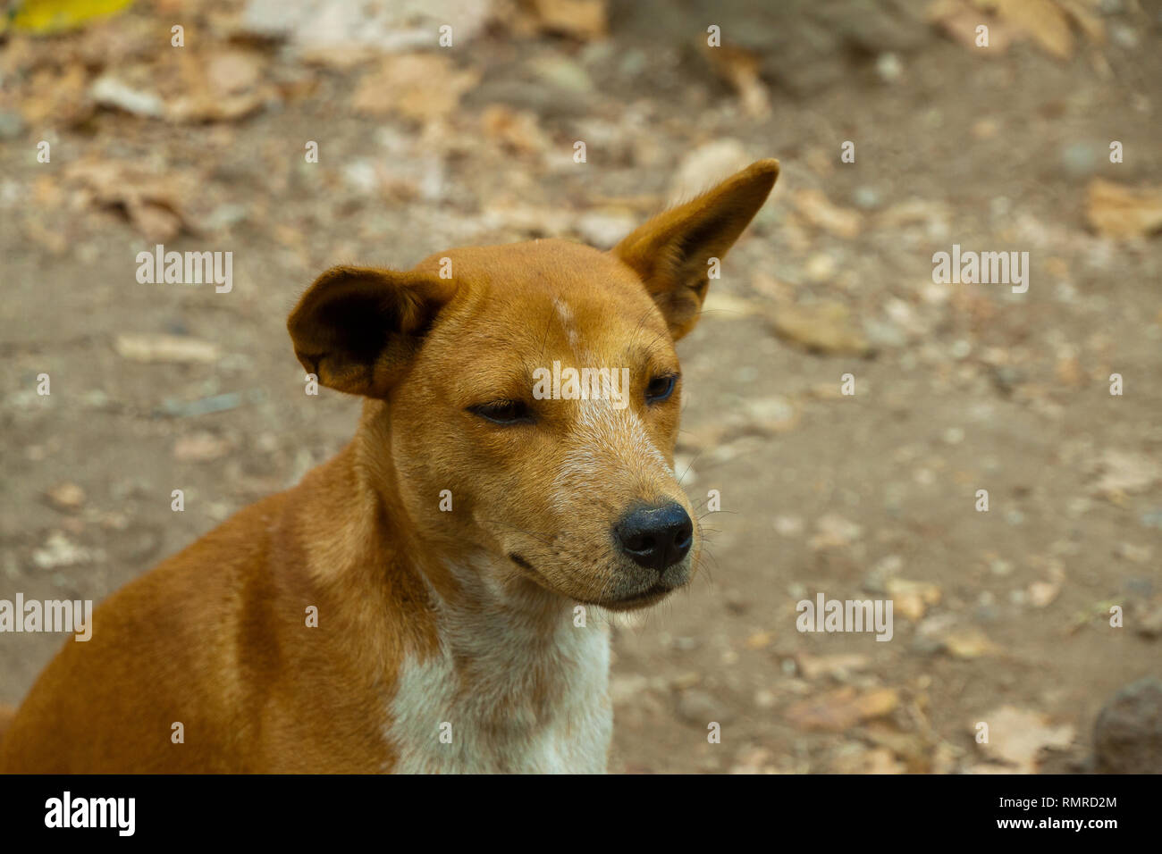 Wild Dog puppy in Thailandia Khao Sok Foto Stock