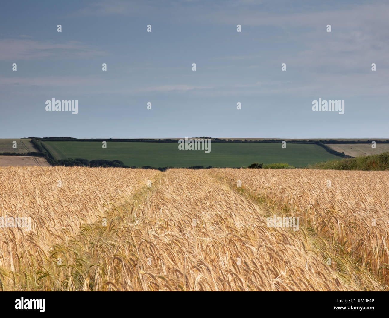 A tarda sera colpo di un campo di grano nei pressi di Malborough nel sud Devonsunrise nel South Devon. Foto Stock