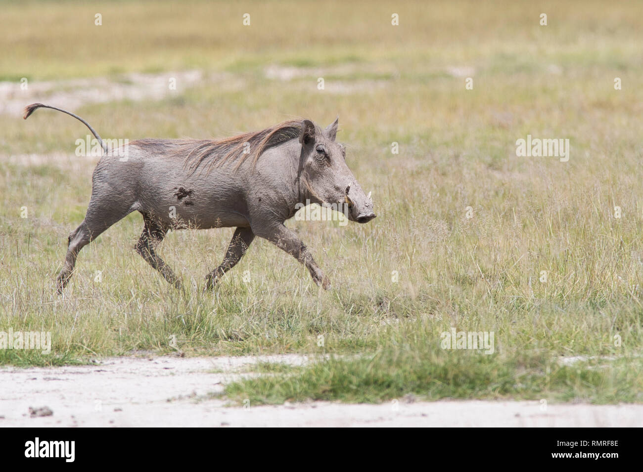 Warthog comune (Phacochoerus africanus) trotto Foto Stock