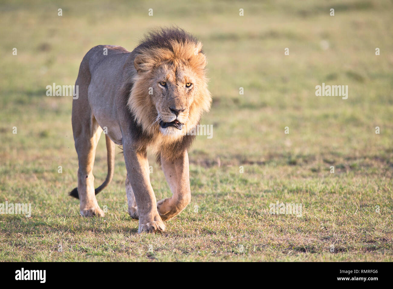 Maschio adulto lion (Panthera leo) zona di Olare Motorogi Conservancy, Mara, Kenya Foto Stock