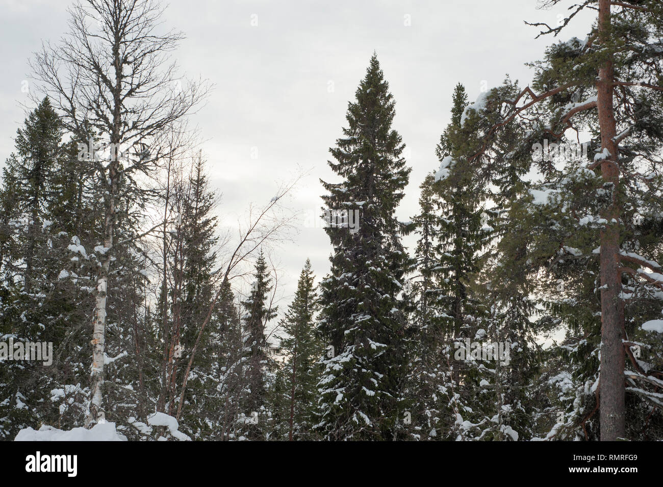 Picea abies, la Norvegia abete[3] o abete europeo, [citazione necessaria] è una specie di abete rosso nativo del Nord, Europa Centrale e Orientale.[4]. Essa ha Foto Stock