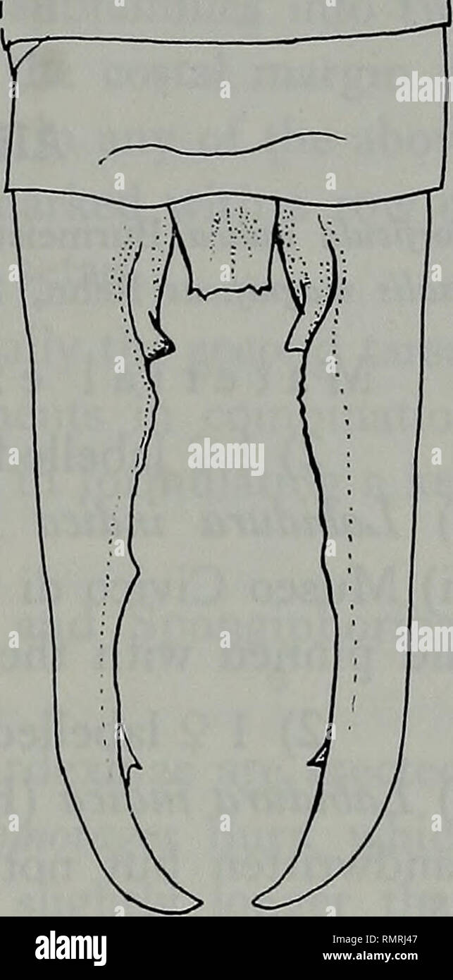 . Annali del Museo civico di Storia Naturale Giacomo Doria. Storia naturale. 6 FIGG. 1-9. - Principali Platylabia Dohrn S; 1- una porzione di genitali dal campione da Java; 2. Una porzione di genitali dal campione da Sumiatra; 3. Paramere ingrandita dal campione da Sumatra - Irdex nitidipennis (Bormans) cJ: 4. Un- terior metà del corpo; 5. Alcuni segmenti di antenna; 6. Hind tarso; 7. La porzione apicale del pygidium, ingrandita; 8. Ultimate tergite e forcipi; 9. Genitali, sinistra paramere parzialmente danneggiato. (Figg. 4-9 sono del tipo "(^ " di Spongophora nitidipennis Bormans).. Si prega di notare Foto Stock