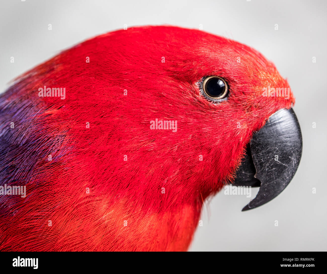 Red parot testa. Femmina pappagallo Eclectus da Autstralia, una vista laterale del suo rosso testa sfumato con becco nero Foto Stock
