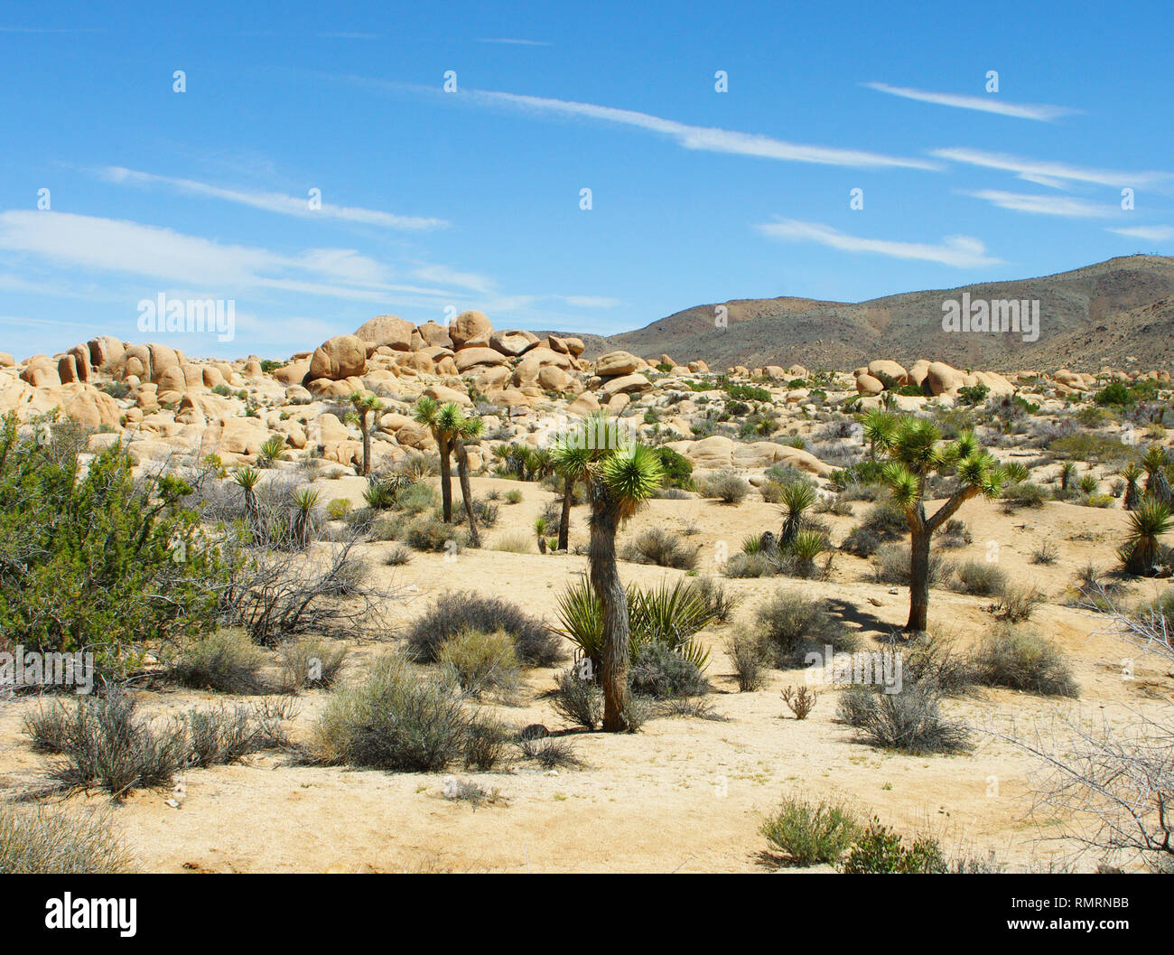 Giovani alberi di Joshua nel deserto del Mojave della California. Bella piccola San Bernardino Montagne dietro Foto Stock