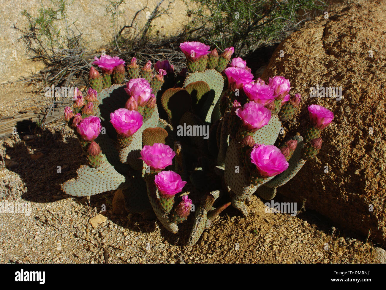 Un cactus di pera di fico fiorente con fiori rosa luminosi trovato nel deserto di Mojave della California del sud. Foto Stock