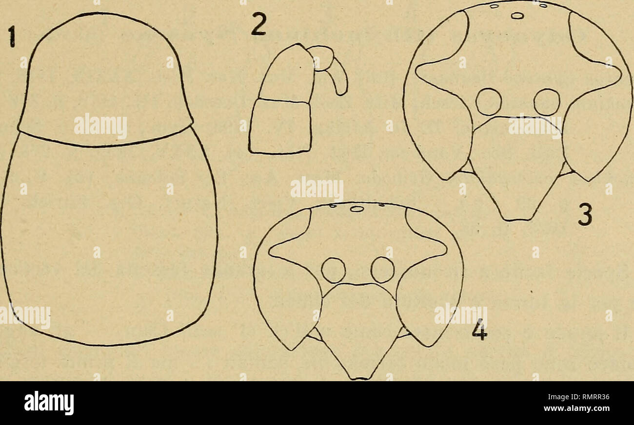 . Annali del Museo civico di Storia Naturale Giacomo Doria. Storia naturale. ODYNERUS ETIOPICI 329 eie dorsali del propodeo punteggiatura annone similitudine, con tendenza dei punti a formare rugosità trasversali; le faccie laterali sono liscie, con pochi grossi punti sulla parte superiore; la faccia posteriore porta strie oblique superficialissime e. Ho dovuto primi tergiti addominali sono perfetta- mente lisci; solo ai lati del pollo, presso il margine apicale, si osser- vano pochi piccoli punti. Secondo sternite quasi liscio, con punti oltre- modo radi e superficiali nella metà apicale. Nero, largam Foto Stock