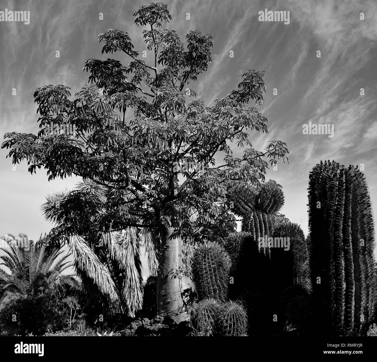 Giardino tropicale con grandi cactus e albero, modalità bianco e nero Foto Stock