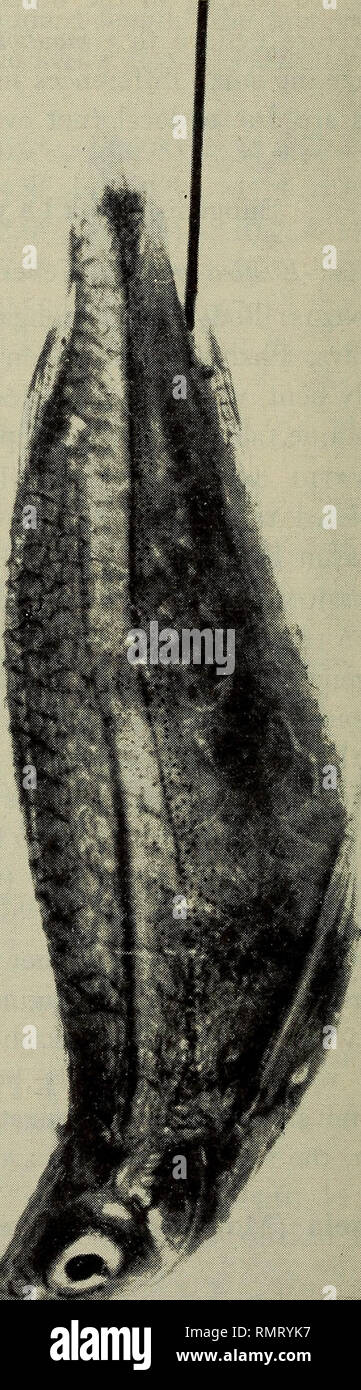 . Annali del Museo civico di Storia Naturale Giacomo Doria. Storia naturale. 60 P. BANARESCU fort, 1912 (Gunim Sahilan, su Kamper R., Sumatra); Laubuca (Eusttra) maassi, Weber &AMP; De Beaufort, 1916 (stessa località); Chela (Allochela) maassi, Sila, 1958 (riferimento). m. , Ili. oo • oo ?£&GT; oo K co &AMP; 2 o • --2 ^ " (U &LT;u "Q ?- (u *£ CD -' S-5 11 II o ? V0. Si prega di notare che queste immagini vengono estratte dalla pagina sottoposta a scansione di immagini che possono essere state migliorate digitalmente per la leggibilità - Colorazione e aspetto di queste illustrazioni potrebbero non perfettamente assomigliano al lavoro originale. Museo civico Foto Stock