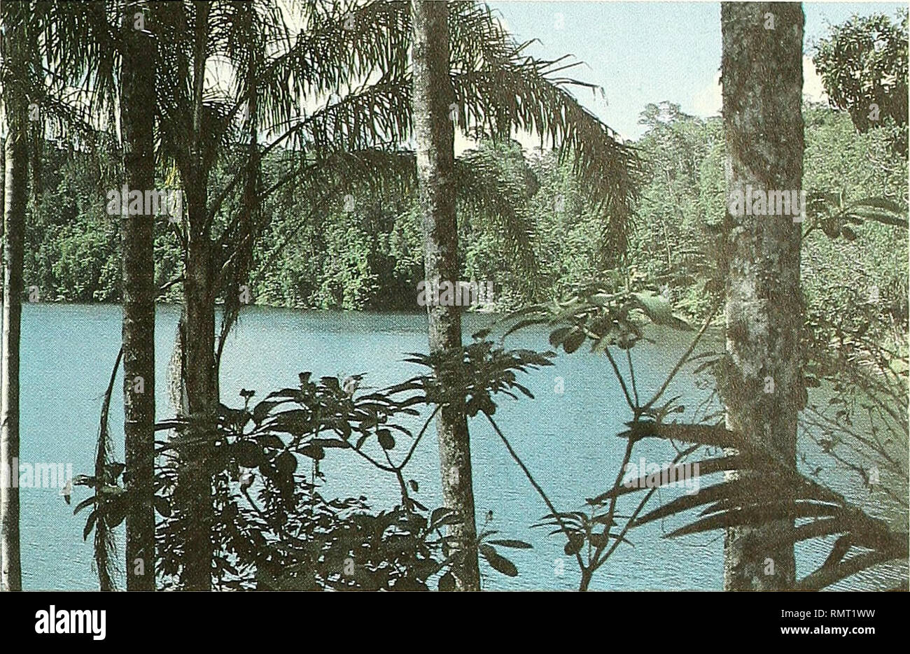 . Annali del Museo civico di Storia Naturale Giacomo Doria. Storia naturale. Risultati botanici del G.R.S.T.S. Spedizione 131. La piastra 5 - Il cratere vulcanico del Lago Eacham circondato dalla foresta sul Atherton altipiano.. Si prega di notare che queste immagini vengono estratte dalla pagina sottoposta a scansione di immagini che possono essere state migliorate digitalmente per la leggibilità - Colorazione e aspetto di queste illustrazioni potrebbero non perfettamente assomigliano al lavoro originale. Museo civico di Storia Naturale Giacomo Doria (Genova, Italia). Genova : Stab. tipo-litografico P. Pellas Fu L. Foto Stock
