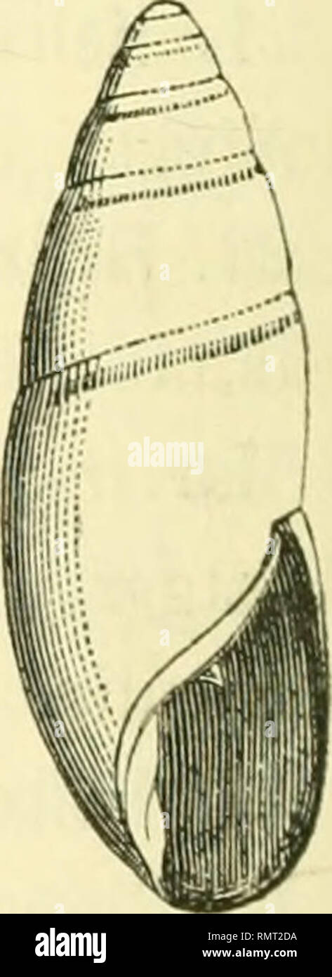 . Annali del Museo civico di storia naturale di Genova. Storia naturale -- periodici. 454 A. ISSEL 25. Bulimus (Buliminus) spoliatus, PaiT. (Pfeiffer, Lunedi Helic., II, p. 138). È. dei Cervi. 26. Bulimus (Chondrus) pupa, Liu. Palermo - è. Lampedusa - è. Galita - È. dei oer'i. Da quest' ultima località esemplari più allungati del tipo e più piccoli della metà. 27. Bulimus (Chondrus) tridens, muli. Attica, Pikermi. 28. Bulimus (Chondrus) ovularis, Olivier (Voyage dans l'impero ottom., I, p. 225, tav. XVII, f. 12 - Pfeiffer, Lunedi Helic., IV, p. 432). Baja di Besika. Esemplari piccoli, obesi Foto Stock