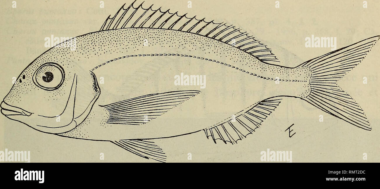 . Annali del Museo civico di Storia Naturale Giacomo Doria. Storia naturale. Revisione des poissons etc. 299 Nous donnons pourtant la figura d'onu exemplaire de Constanta, lunga 170 mm et conservare à la Station de Recherches Piscicoles de cette ville. l. Fig. 1 - Pagellus erythrinus (L.). Constanta. 4. Diplodus annularis (L.) Sparus annularis: Linné, 1758, p. 278. Sargus annularis: Nordmann, 1840, p. 386, pi. 4 f. 1 ; Càràusu, 1952, p. 664, f. 444; Slastenenko, 1936, p. 301, pi. VIII f. 28 - 1956, p. 37Ì, f. 80; Stoianov, 1963, p. 118, f. 34. Diplodus annularis: Vasiliu, 1959, p. 329, f. 227; Bànàre Foto Stock