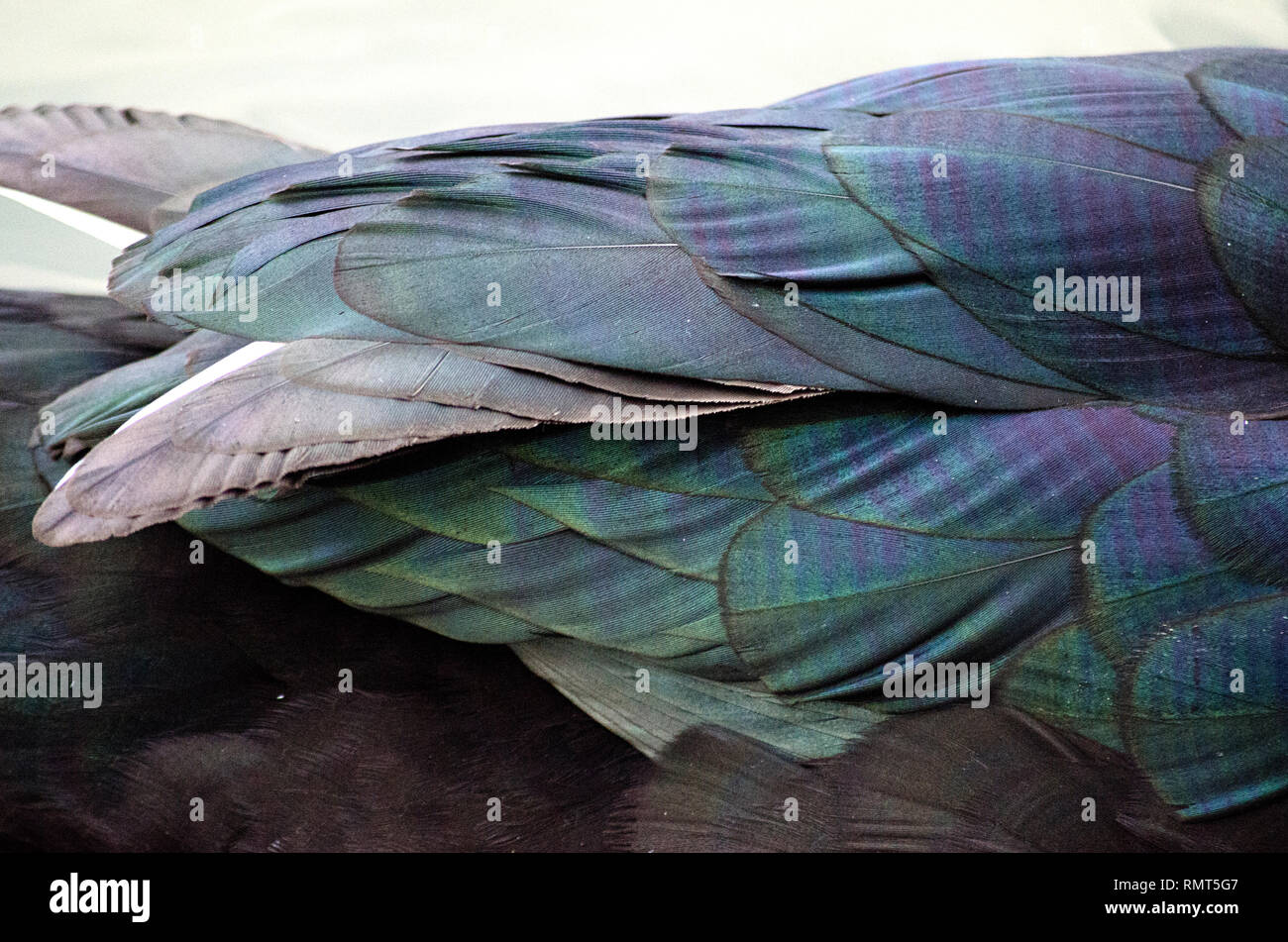 MACRO CLOSE UP di anatra muta GOOSE BIRD verde e blu texture di piume Foto Stock