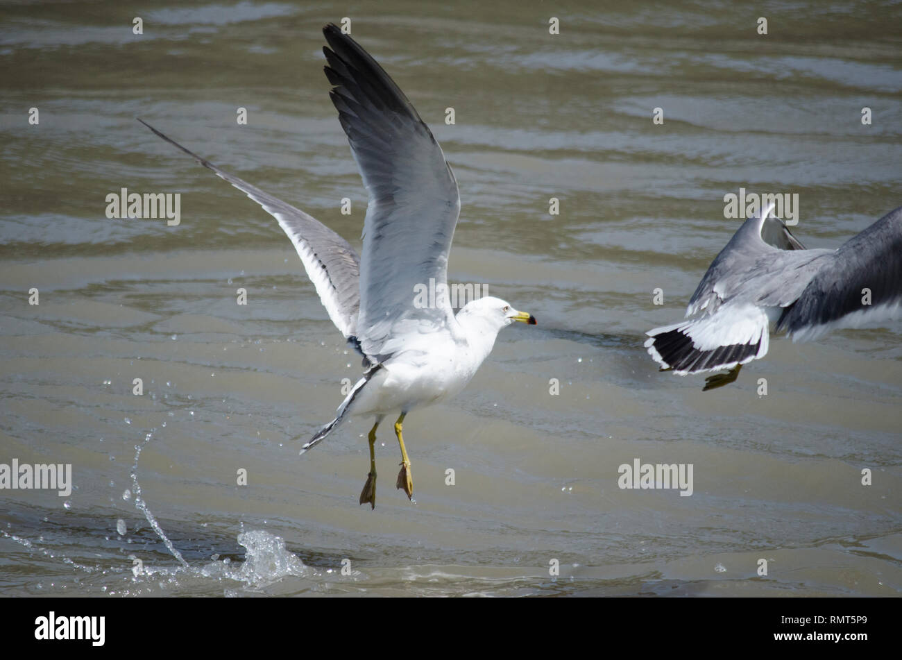 Anello-fatturati Gabbiani Uccelli SOARING sbattimenti ali su acqua Foto Stock