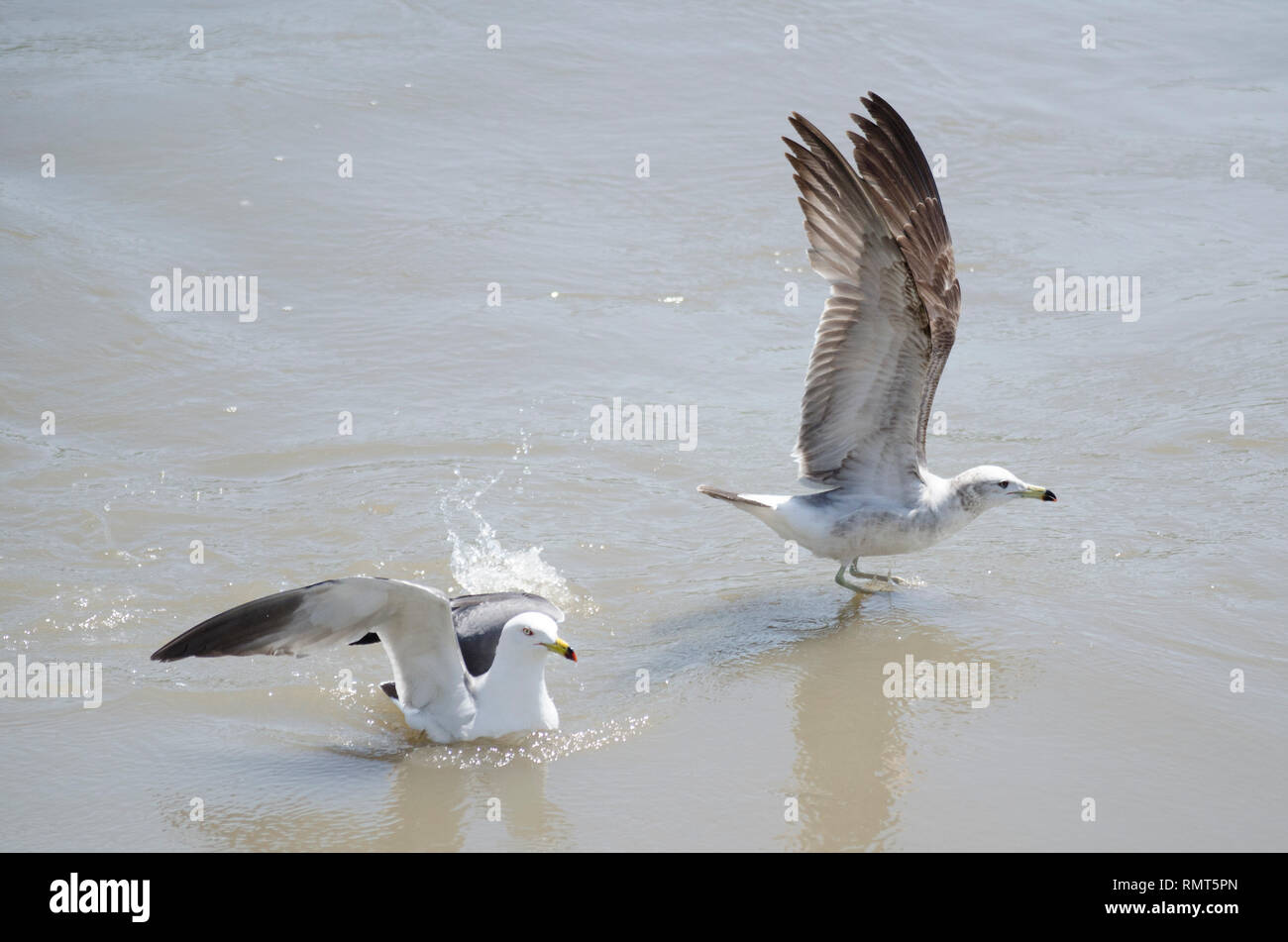 Anello-fatturati Gabbiani Uccelli SOARING sbattimenti ali su acqua Foto Stock