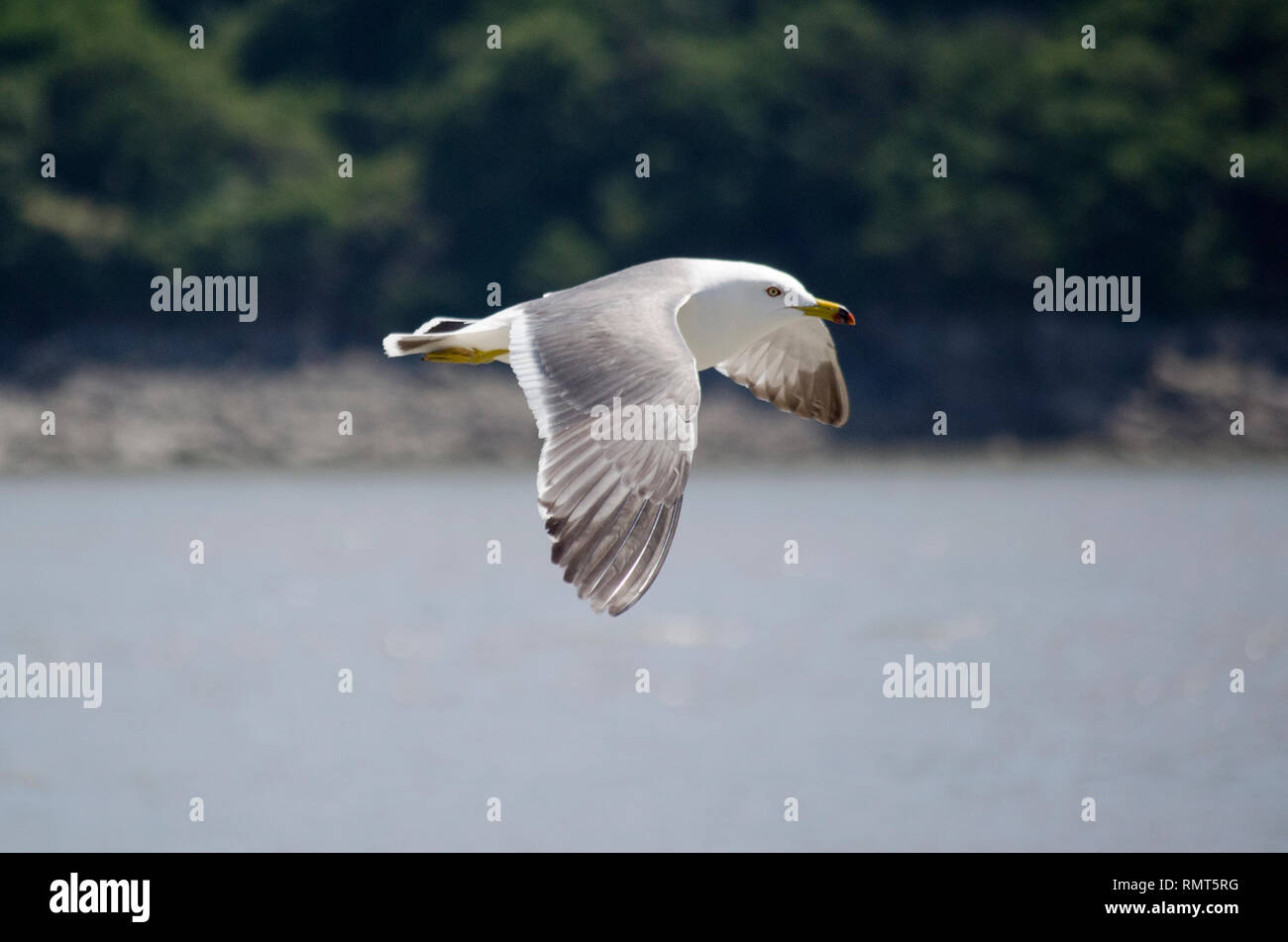 Anello-fatturati Gabbiani Uccelli SOARING sbattimenti ali su acqua Foto Stock