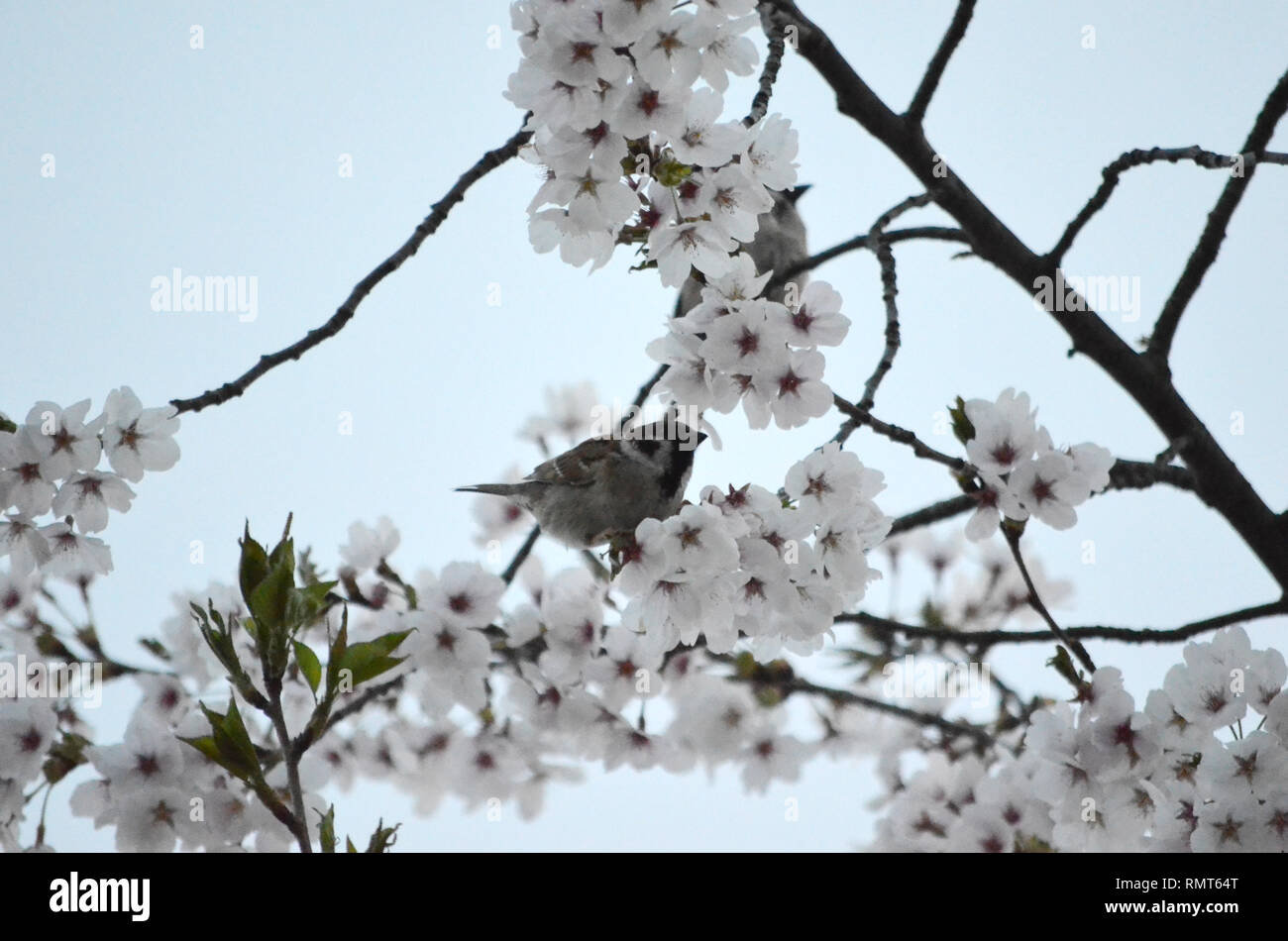 Cisalpina ITALIANA SPARROW Passer italiae BROWN BIRD arroccato su fiori ciliegio fiori TREE Foto Stock