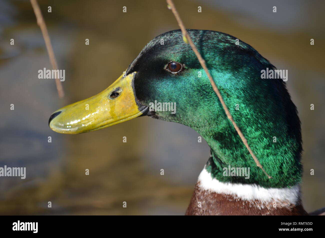 MALLARD DUCK GOOSE CON TESTA verde e giallo becco nuoto con pesci Koi Foto Stock