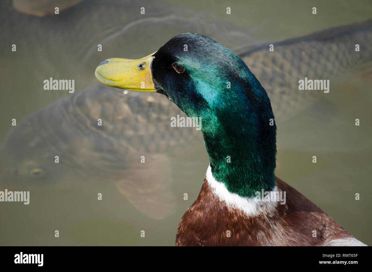MALLARD DUCK GOOSE CON TESTA verde e giallo becco nuoto con pesci Koi Foto Stock