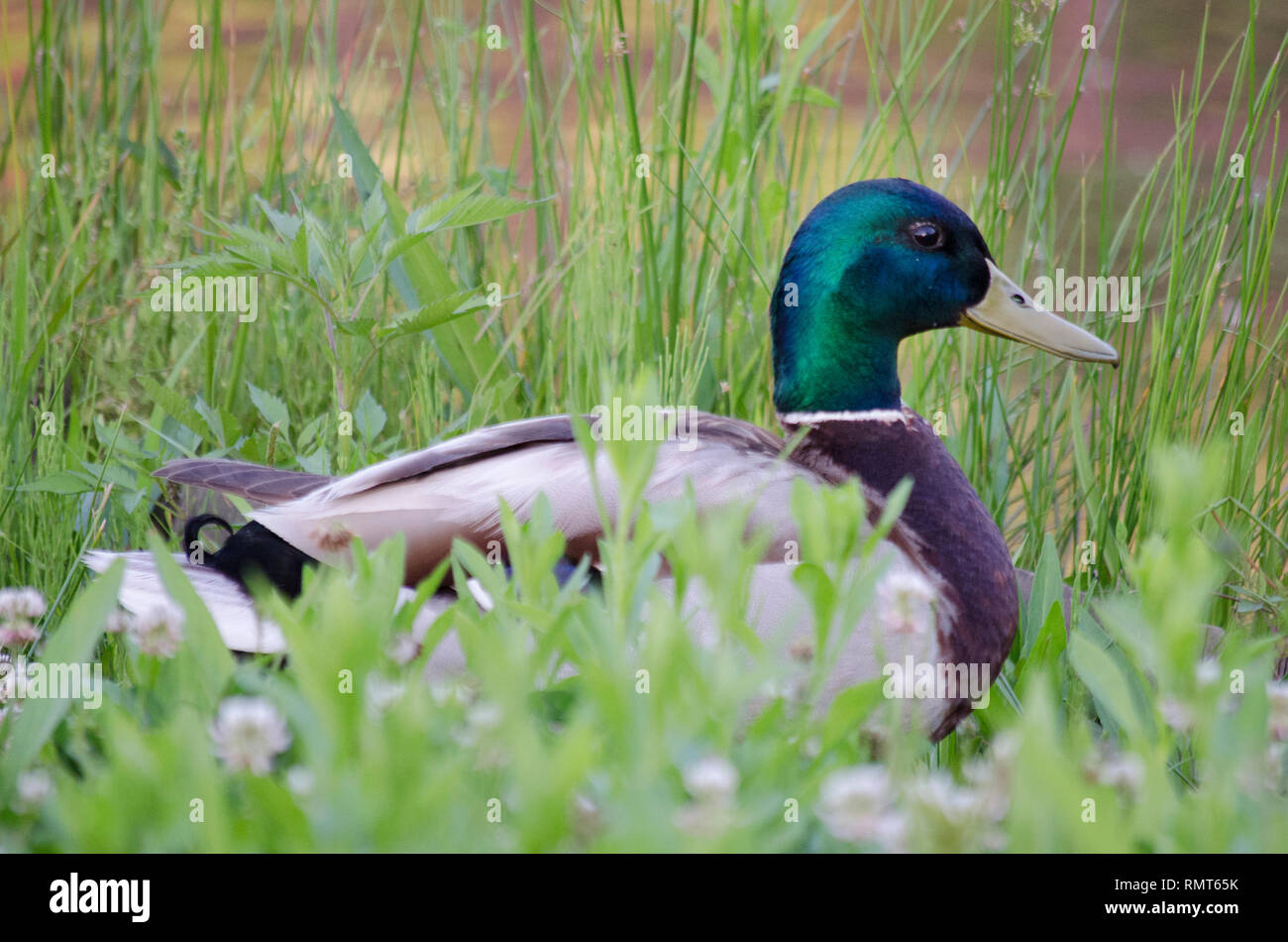 MALLARD DUCK GOOSE CON TESTA verde e giallo becco in erba verde campo Foto Stock