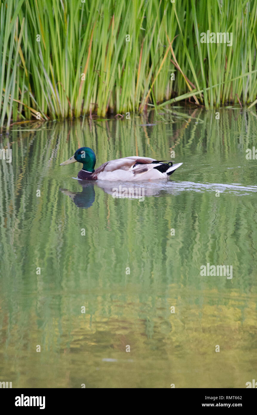 MALLARD DUCK GOOSE CON TESTA verde e giallo becco nuotare nel lago di palude acqua Foto Stock