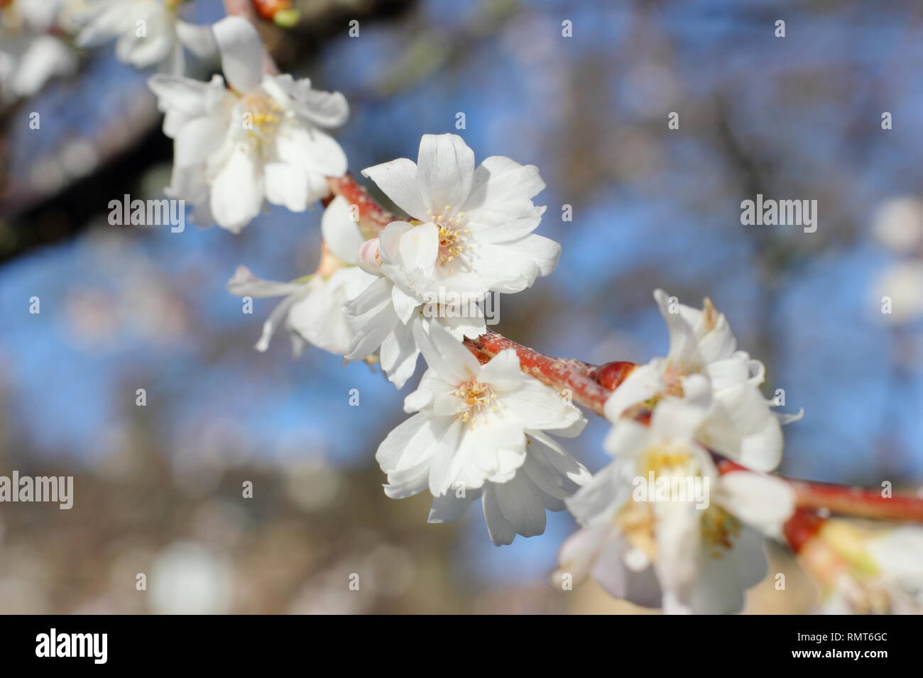 × Prunus subhirtella Autumnalis "". Inverno a fiori di Prunus subhirtella 'Autumnalis in gennaio, UK. Chiamato anche Prunus 'Autumnalis Alba". Foto Stock