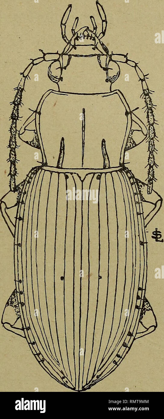 . Annali del Museo civico di Storia Naturale Giacomo Doria. Storia naturale. ABACETUS 169 Aggiungo che il colore è nero e non molto intenso, senza traccia di iridescenza; le antenne sono molto sottili, di colore ferrugineo provengono le zampe, piuttosto lunghe, superando la base del pronoto con gli ultimi tre articoli. Ho proepisterni sono coperti, sulla parte giornat, di unà pun- teggiatura estremamente superficiale. Meso e meiepisterni, insieme coi. Fi&LT; A. proximus Périn^r. lati dei primi a causa sterniti ed i lati del metasterno/sono punteggiati montare- tamente, ma un po' superficialmente. Le zampe figlio Foto Stock