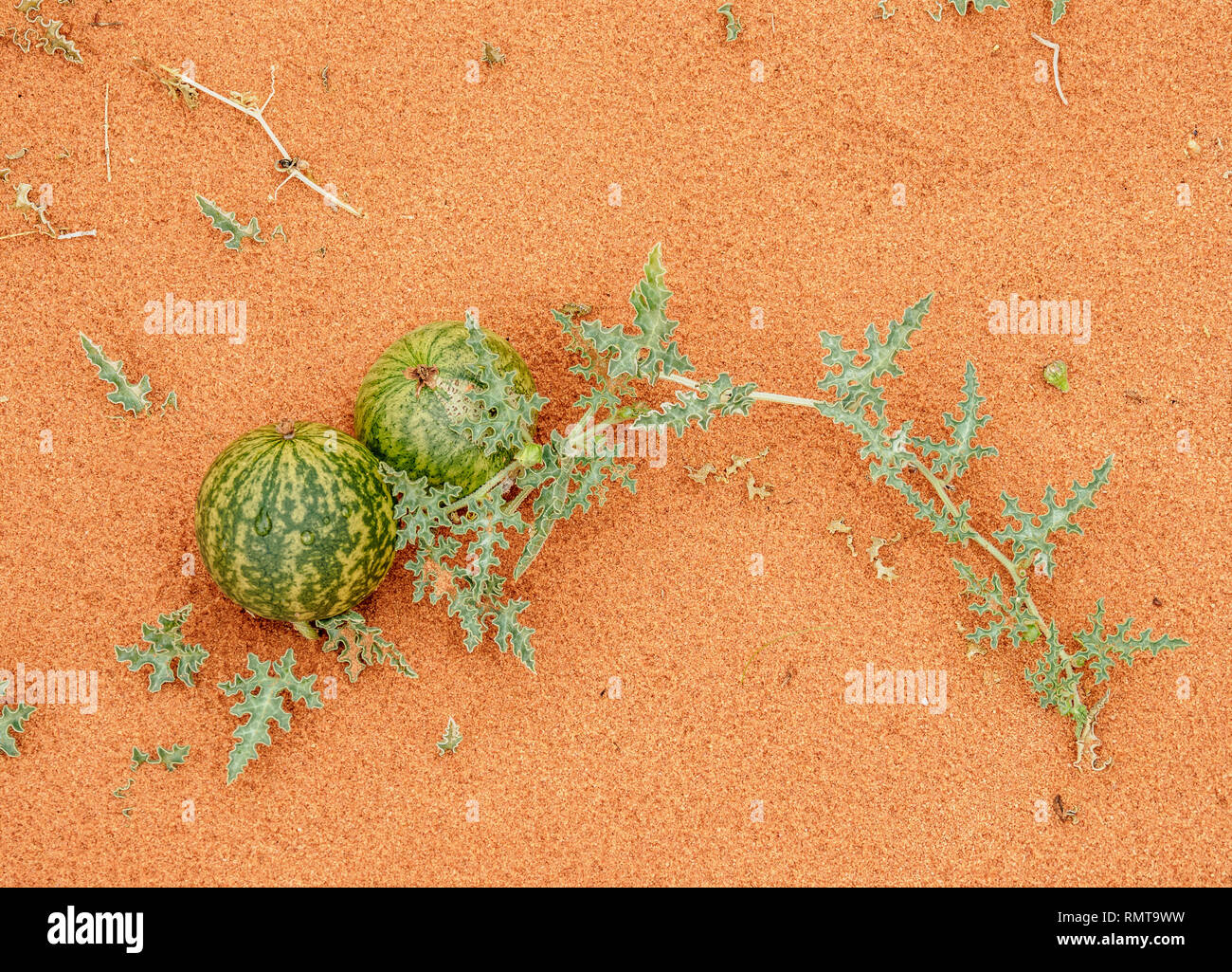 Al Handal, Bitter Apple (Citrullus colocynthis), Wadi Rum, Governatorato di Aqaba, Giordania Foto Stock